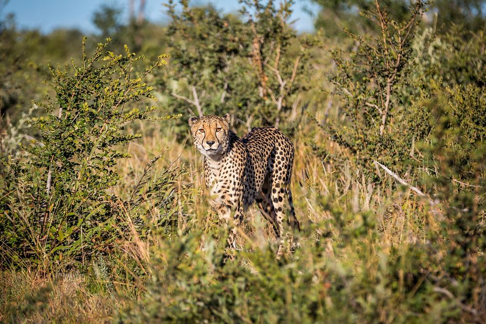 Cheetah standing on grass field. Original public domain image from Wikimedia Commons