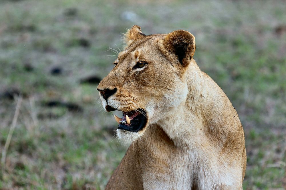 A female lion baring its fangs. Original public domain image from Wikimedia Commons