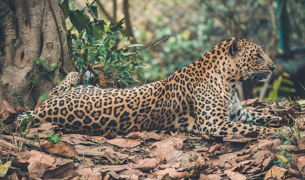 A leopard lying on autumn leaves near a tree. Original public domain image from Wikimedia Commons