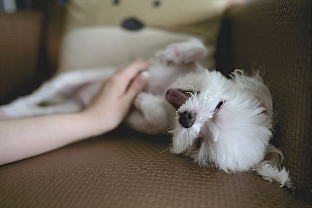 A person stroking a small white yawning dog on a sofa. Original public domain image from Wikimedia Commons