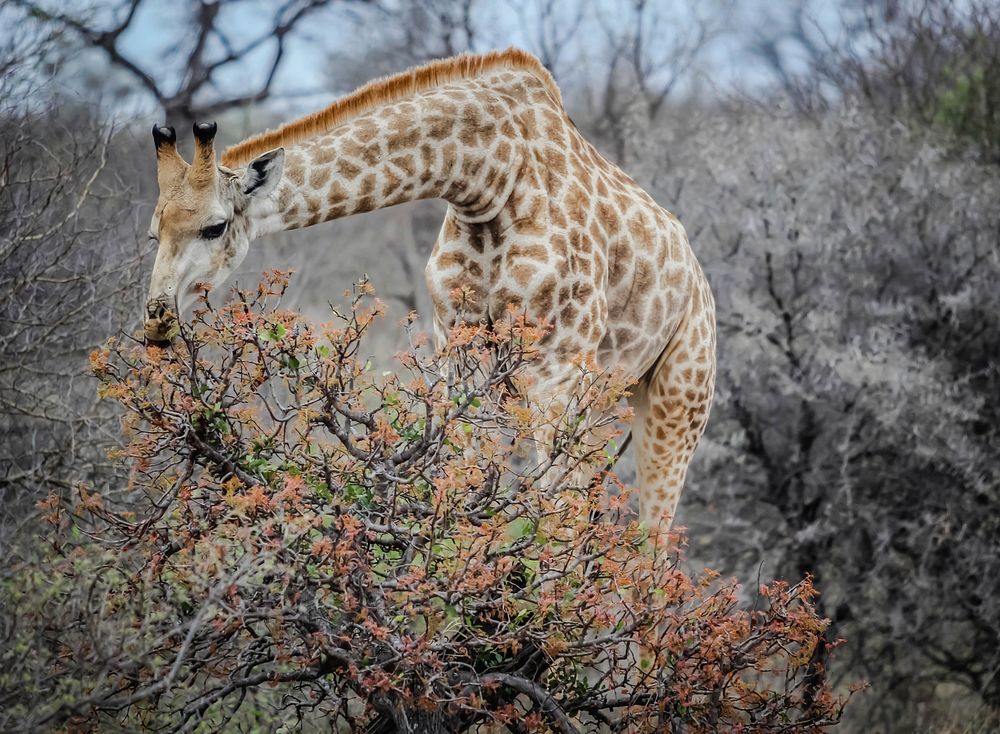 Giraffe eating leaves.Original public domain image from Wikimedia Commons