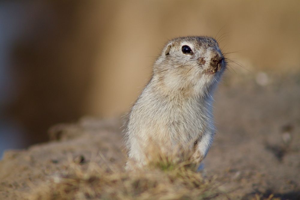A rodent-like animal standing at attention. Original public domain image from Wikimedia Commons