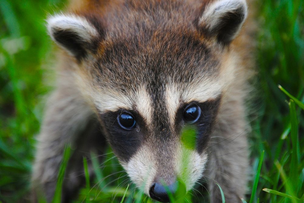 A close-up of an inquisitive raccoon face in the grass. Original public domain image from Wikimedia Commons