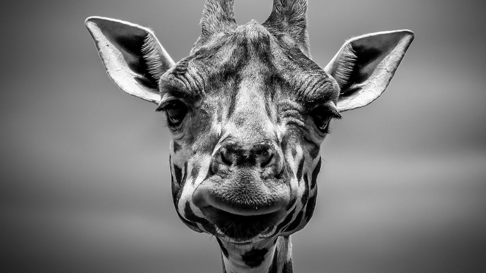 Desktop wallpaper, black and white giraffe HD animal image. Original public domain image from Wikimedia Commons