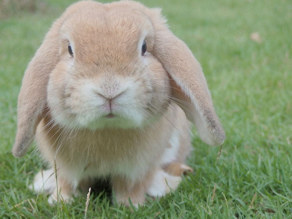 Brown rabbit. Original public domain image from Wikimedia Commons