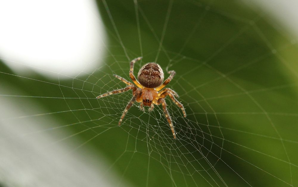 Spider on cobweb. Original public domain image from Wikimedia Commons