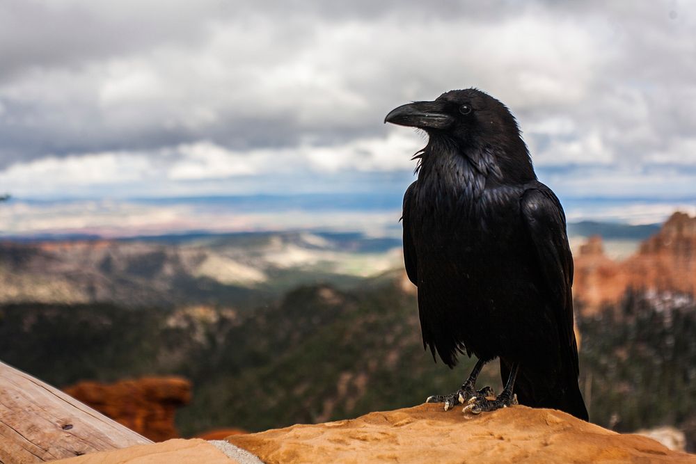 Black crow is sitting on the rock. Original public domain image from Wikimedia Commons