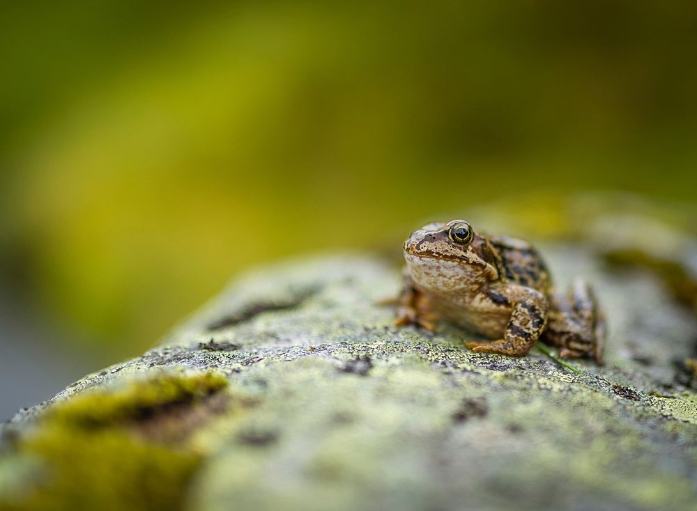 Black and brown patterned frog resting on a mossy stone. Original public domain image from Wikimedia Commons