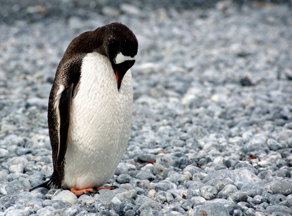 Lonely Penguin. Original public domain image from Wikimedia Commons