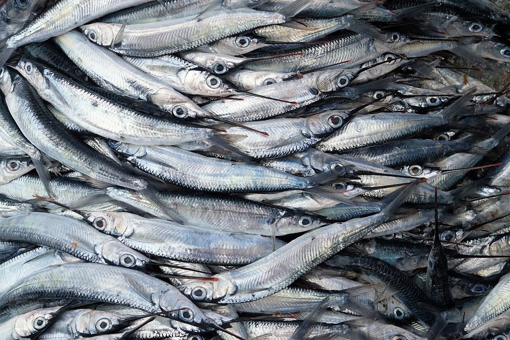 A large number of fresh-caught gray fish. Original public domain image from Wikimedia Commons