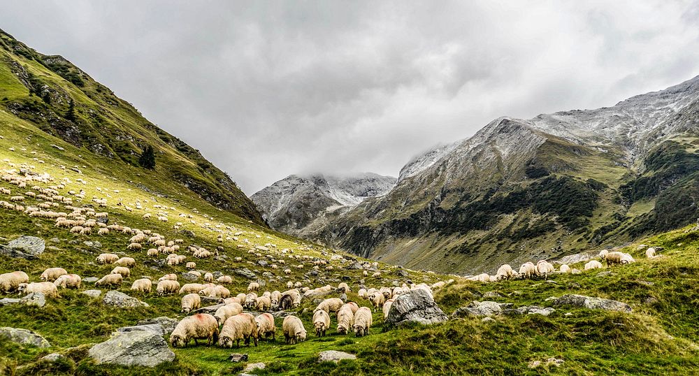 Grazing sheep. Original public domain image from Wikimedia Commons