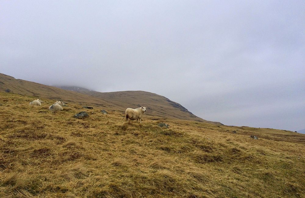 Sheep graze in a grassy hillside on a foggy day. Original public domain image from Wikimedia Commons