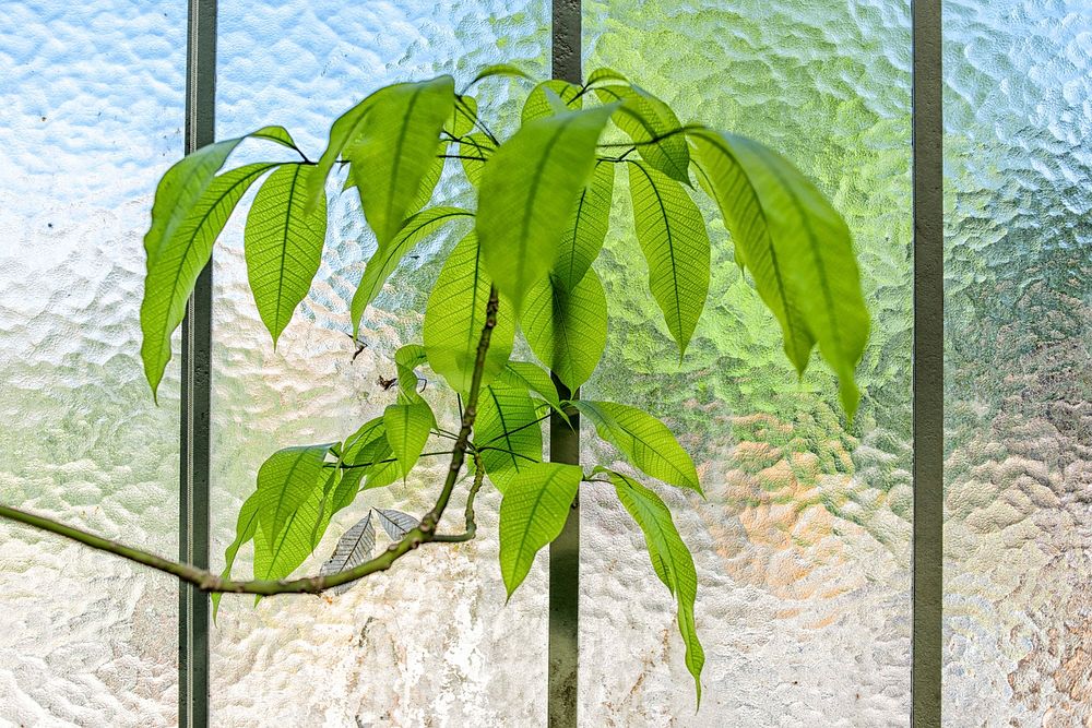 House plant with translucent leaves against clouded glass window. Original public domain image from Wikimedia Commons