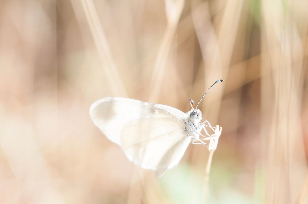 White butterfly. Original public domain image from Wikimedia Commons