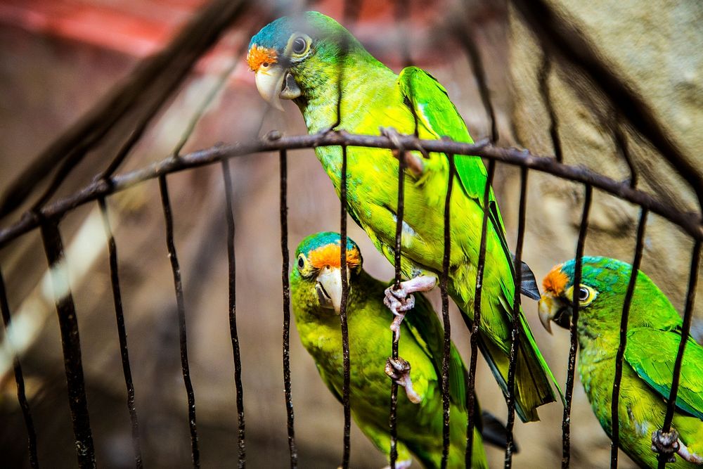 Three green parrots hanging by their talons on a birdcage. Original public domain image from Wikimedia Commons