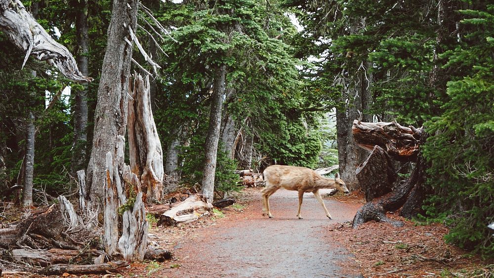 A deer near several dead trees on a forest path. Original public domain image from Wikimedia Commons