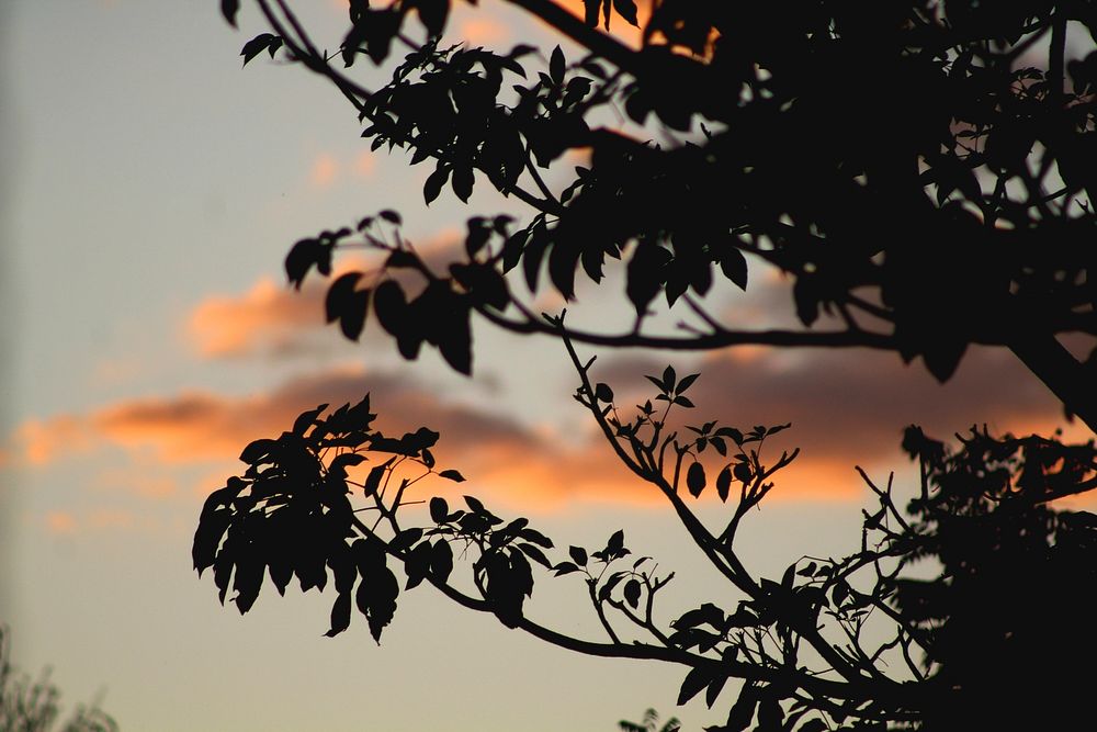 Silhouette of tree branches covering the sunset sky and evening clouds. Original public domain image from Wikimedia Commons