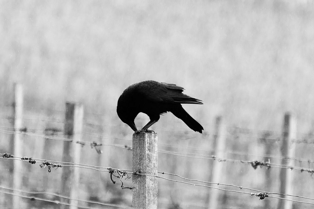 Black and white shot of black bird sitting on barbed wire fence in Johannesburg. Original public domain image from Wikimedia…