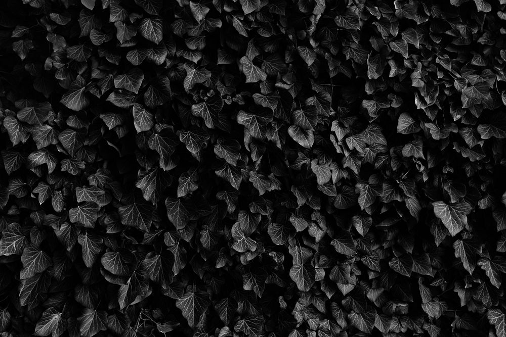 Black and white shot of thick ivy leaf plant. Original public domain image from Wikimedia Commons