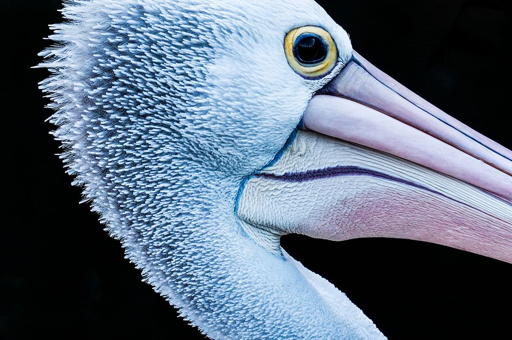 Pelican head. Original public domain image from Wikimedia Commons