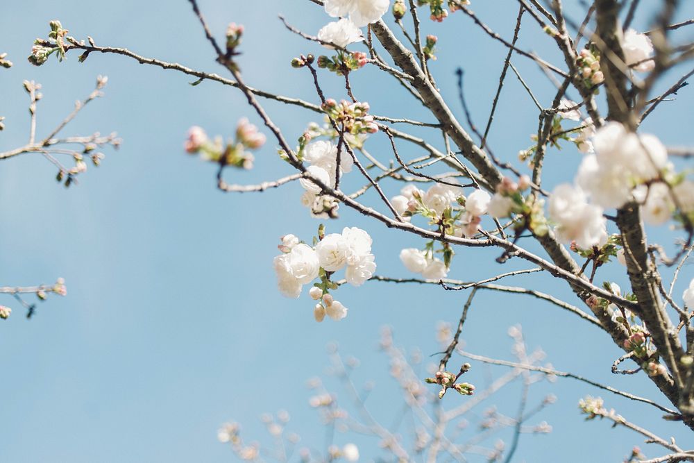 Cherry blossom in bloom on branches with clear blue sky in Spring from below. Original public domain image from Wikimedia…