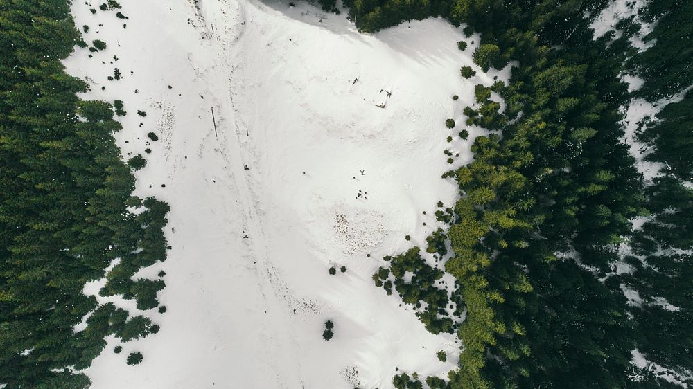 Overhead a snowy field surrounded by a lush pine forest. Original public domain image from Wikimedia Commons