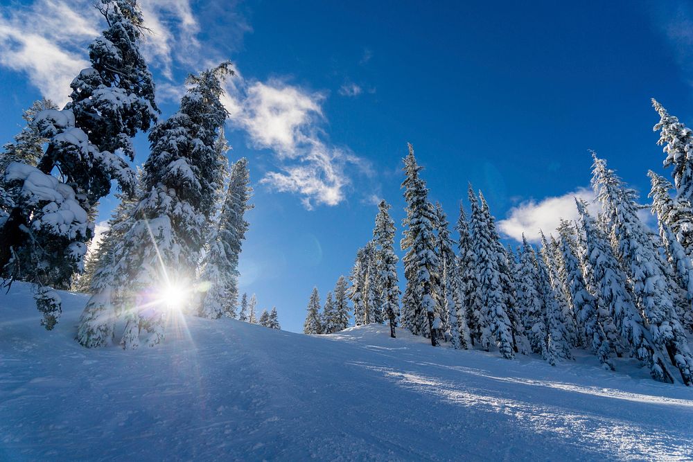 Sunshine through snowy trees. Original public domain image from Wikimedia Commons