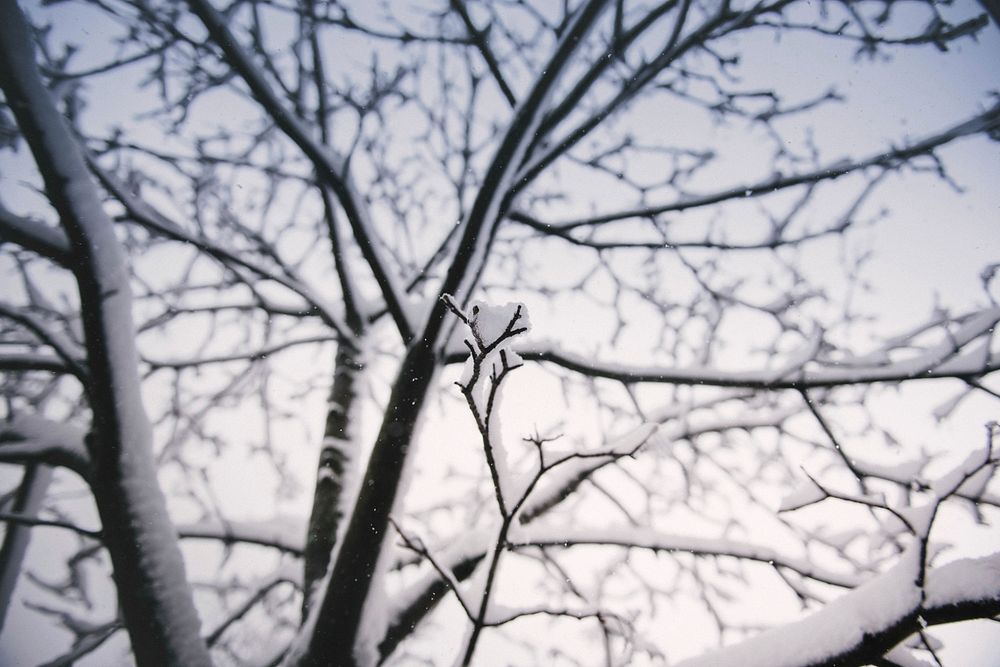 Snow covers the branches of a tree in winter. Original public domain image from Wikimedia Commons