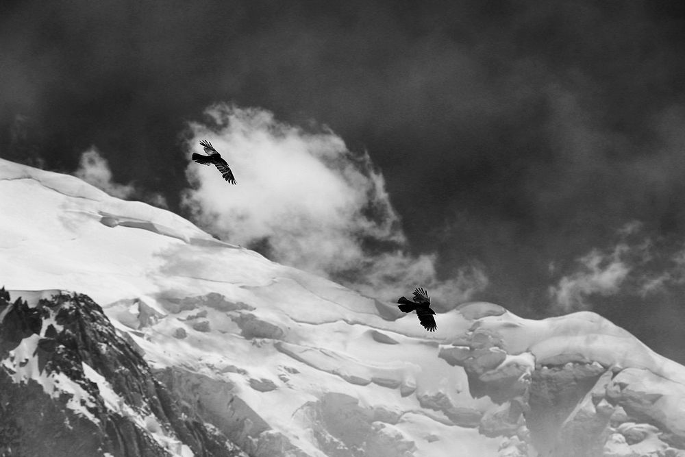 Two birds in flight over snowy mountains and dark,cloudy skies. Original public domain image from Wikimedia Commons