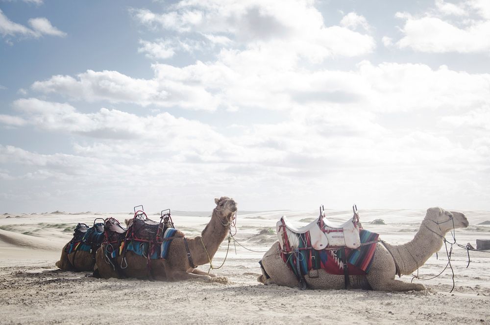 Two resting camels. Original public domain image from Wikimedia Commons