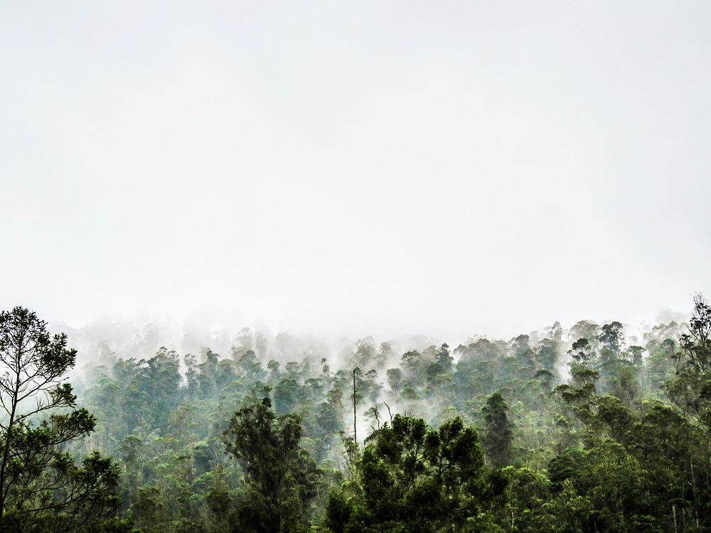 Foggy rainforest, nature background. Original public domain image from Wikimedia Commons