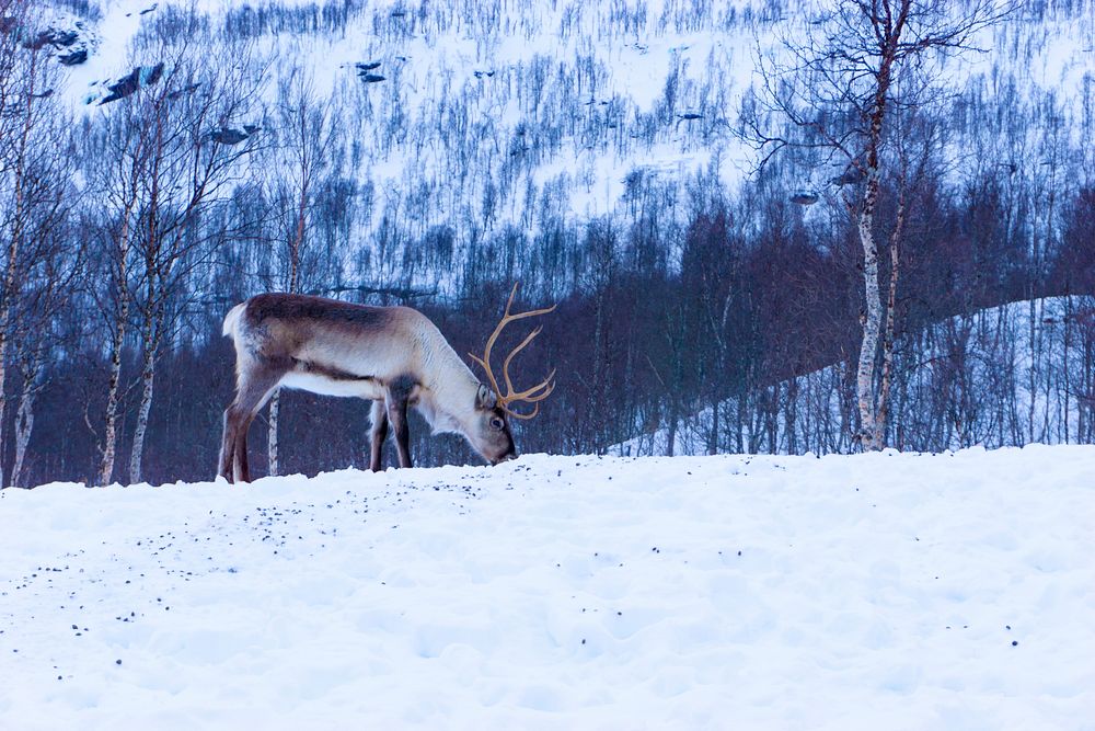 A deer with his head down in the snow at Polar Park in Norway. Original public domain image from Wikimedia Commons