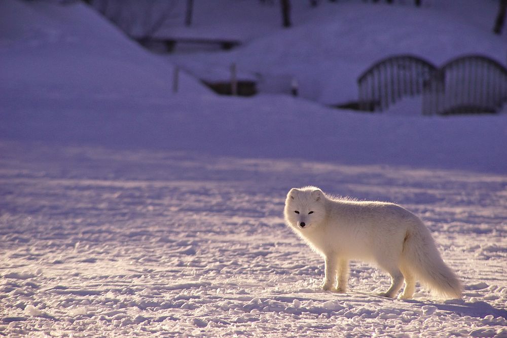 White arctic fox standing on a field of snow in front of bridge. Original public domain image from Wikimedia Commons