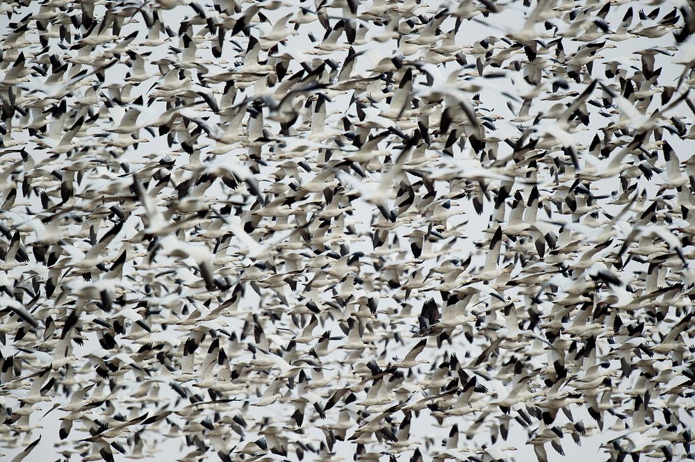 Flock of snow geese flying in Newmanstown, United States. Original public domain image from Wikimedia Commons