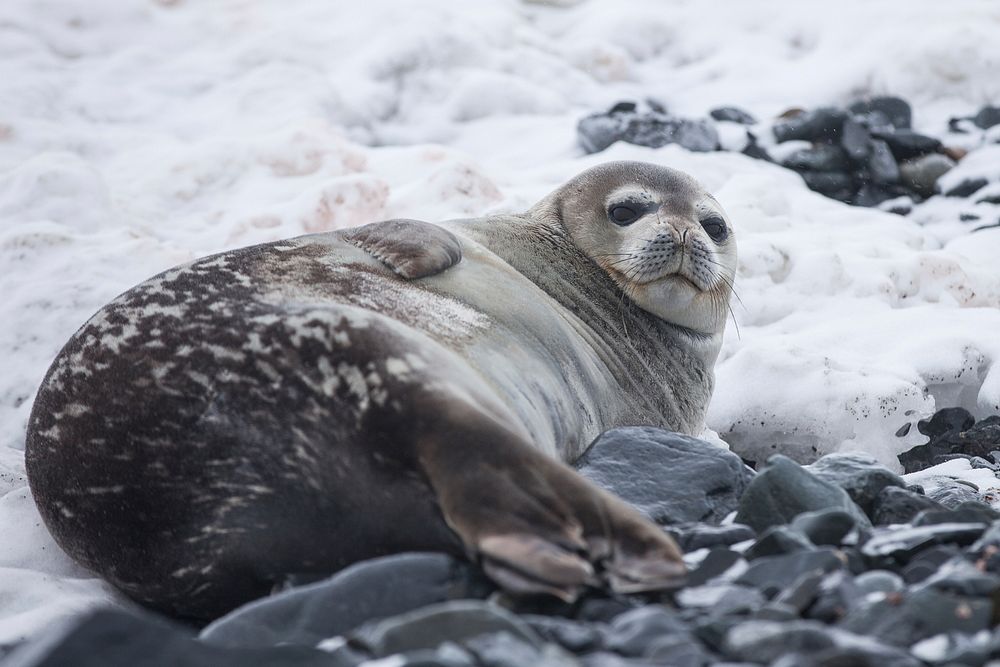 Seal in Antarctica. Original public domain image from Wikimedia Commons