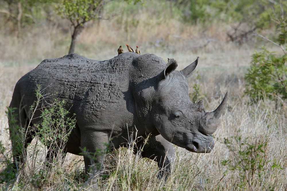 Gray rhino in Kruger Park, South Africa. Original public domain image from Wikimedia Commons