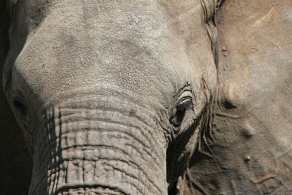 close up elephant shot with two eyes. Original public domain image from Wikimedia Commons