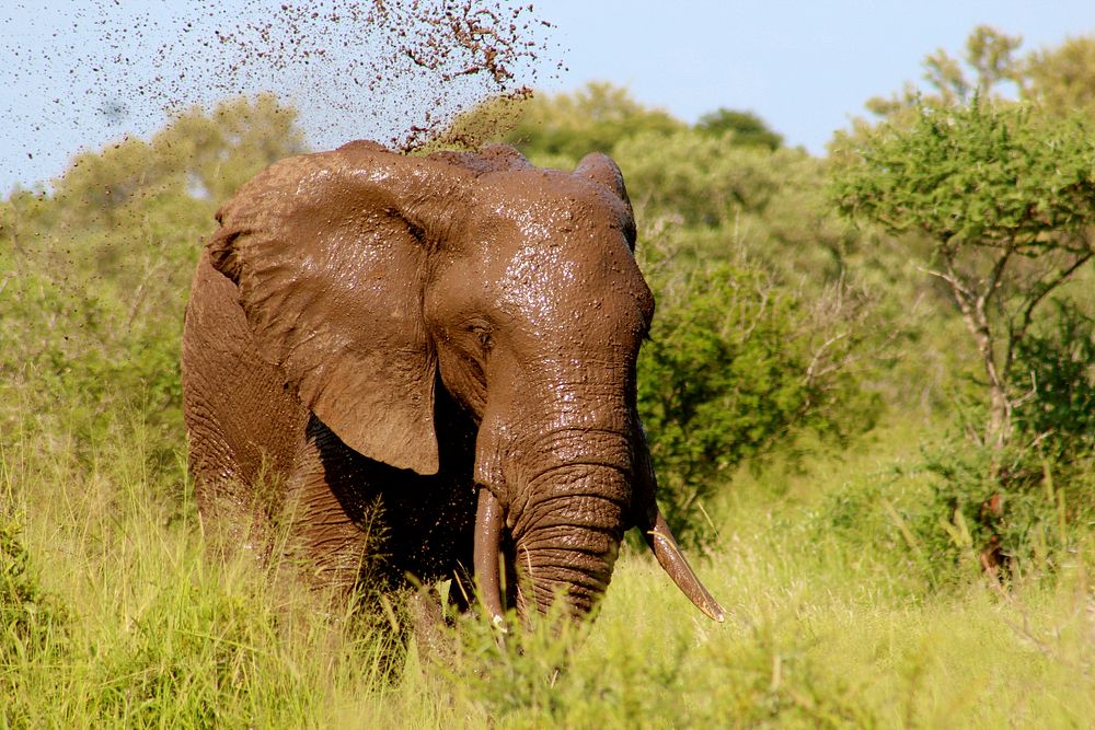 Brown elephant in Kruger national park, South Africa. Original public domain image from Wikimedia Commons