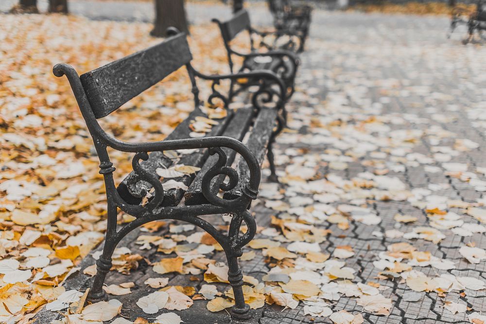 A row of park benches in Bucharest, each covered with autumn leaves. Original public domain image from Wikimedia Commons