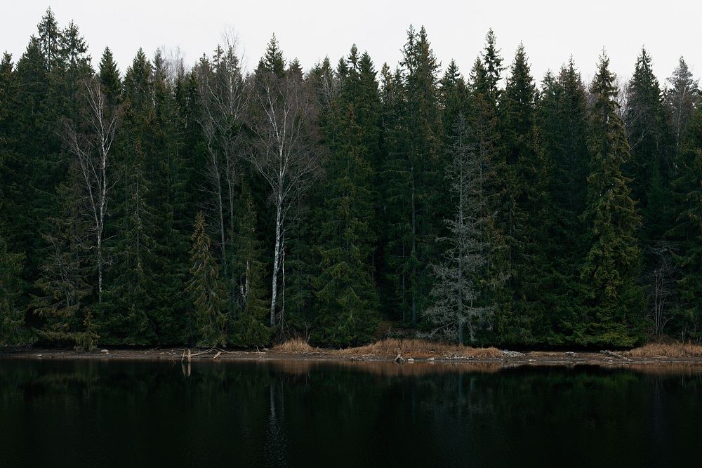 An evergreen forest on the shore of a still lake. Original public domain image from Wikimedia Commons