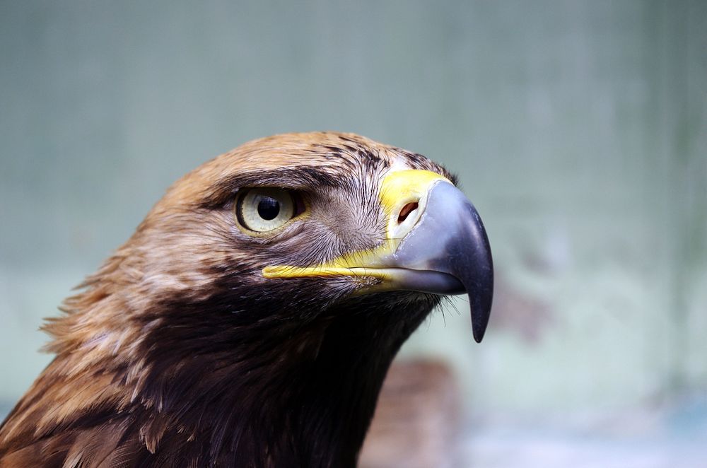 Close up eagle shooting. Original public domain image from Wikimedia Commons