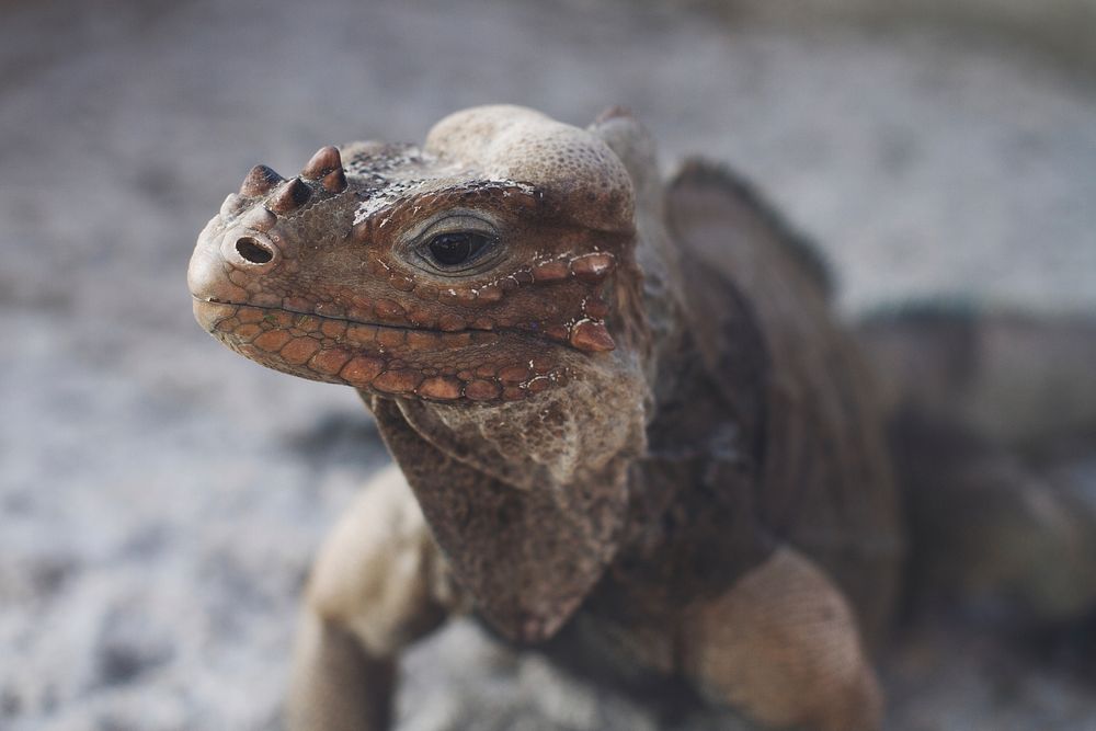 Portrait of a reptile in the wild. Original public domain image from Wikimedia Commons