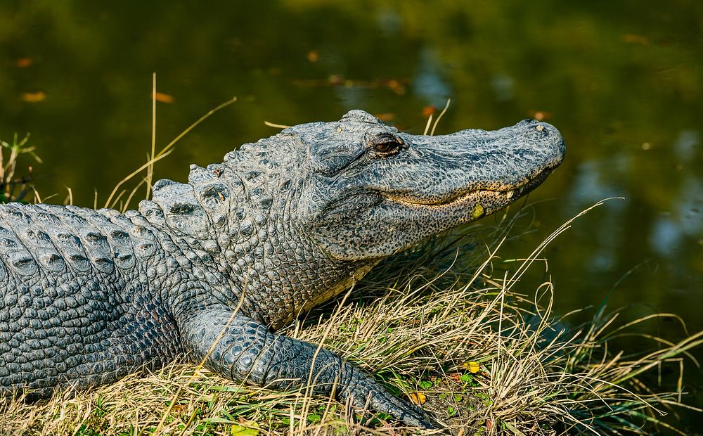 Alligator on the grass by the water at Alligator Adventure. Original public domain image from Wikimedia Commons