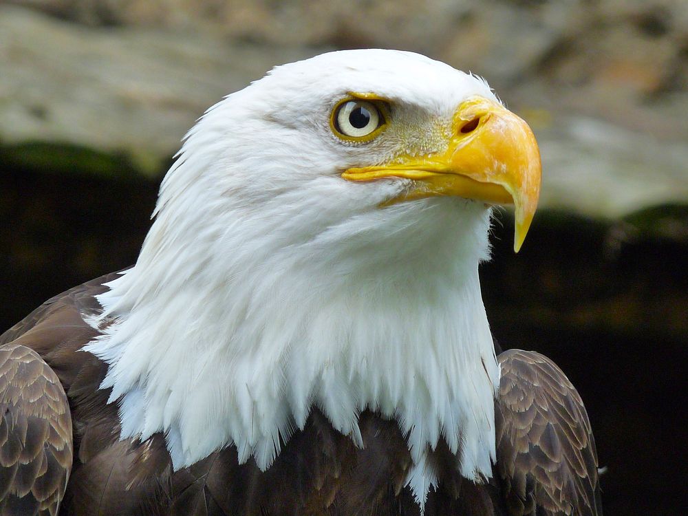 Macro of a bald eagle looking up. Original public domain image from Wikimedia Commons