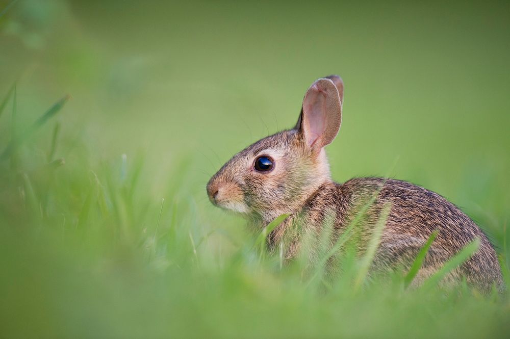 A side view of a rabbit in a grassy knoll. Original public domain image from Wikimedia Commons