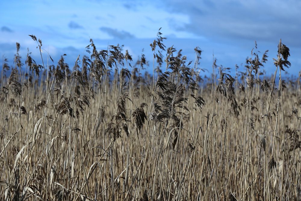 Tall grass and blows in a grain field on a cloudy day. Original public domain image from Wikimedia Commons