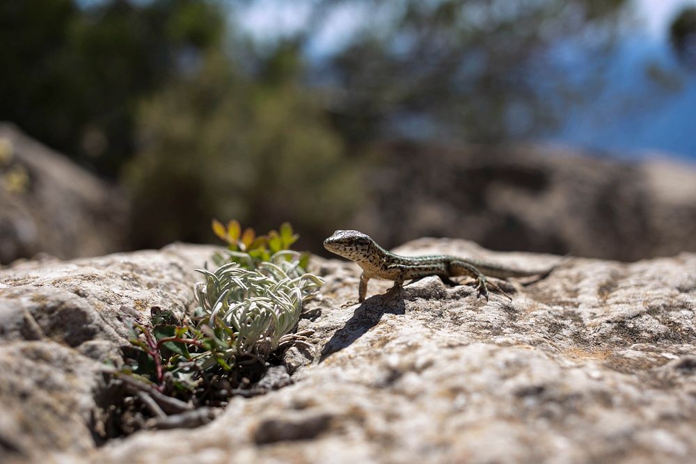 Tiny lizard climbs on a sunny rock in the wild. Original public domain image from Wikimedia Commons