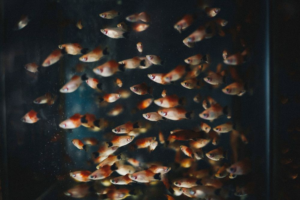 Small orange fish in an aquarium. Original public domain image from Wikimedia Commons