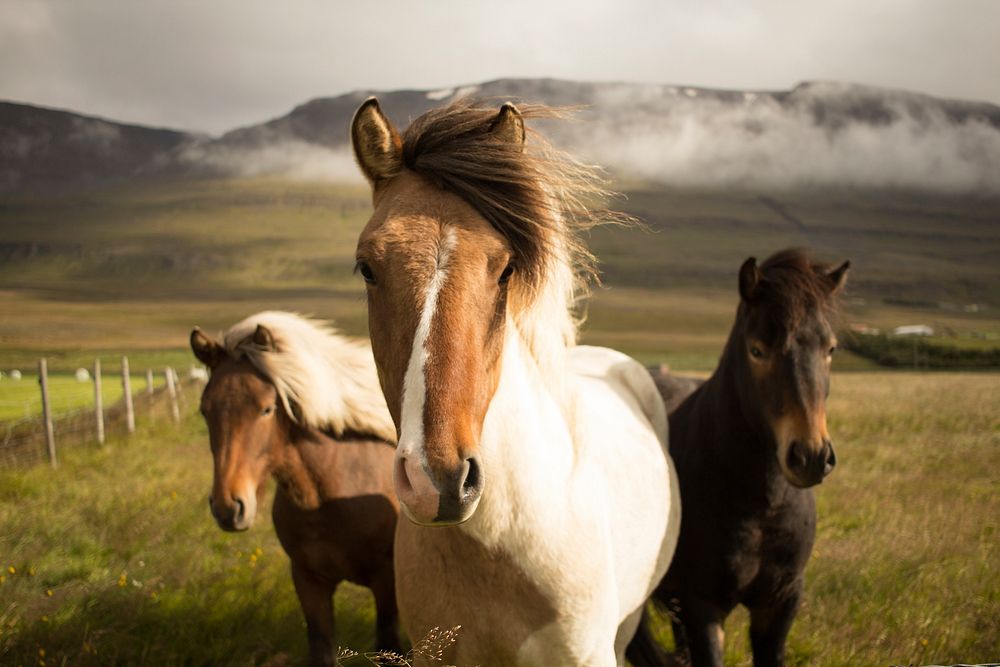 Three horses standing close to each other and looking at the camera. Original public domain image from Wikimedia Commons