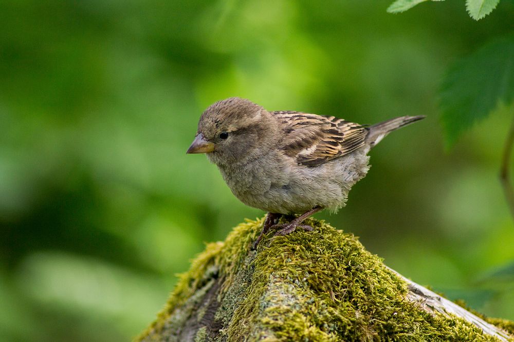 Baby bird in the wild. Original public domain image from Wikimedia Commons